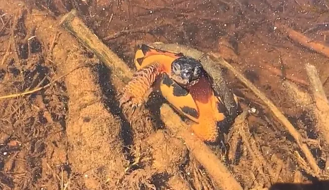 Wood Turtle Saying Hello 