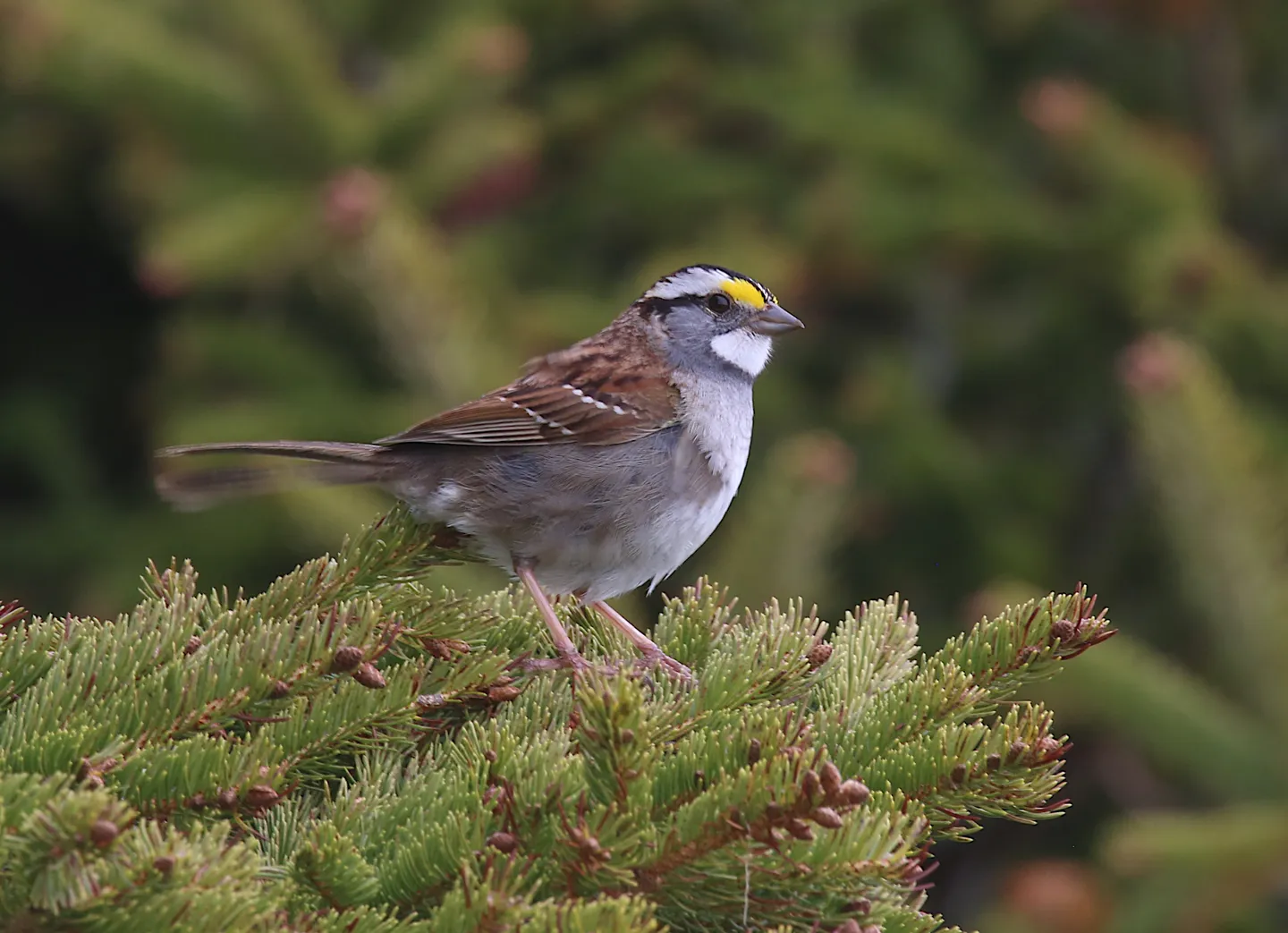 White-throated Sparrow 