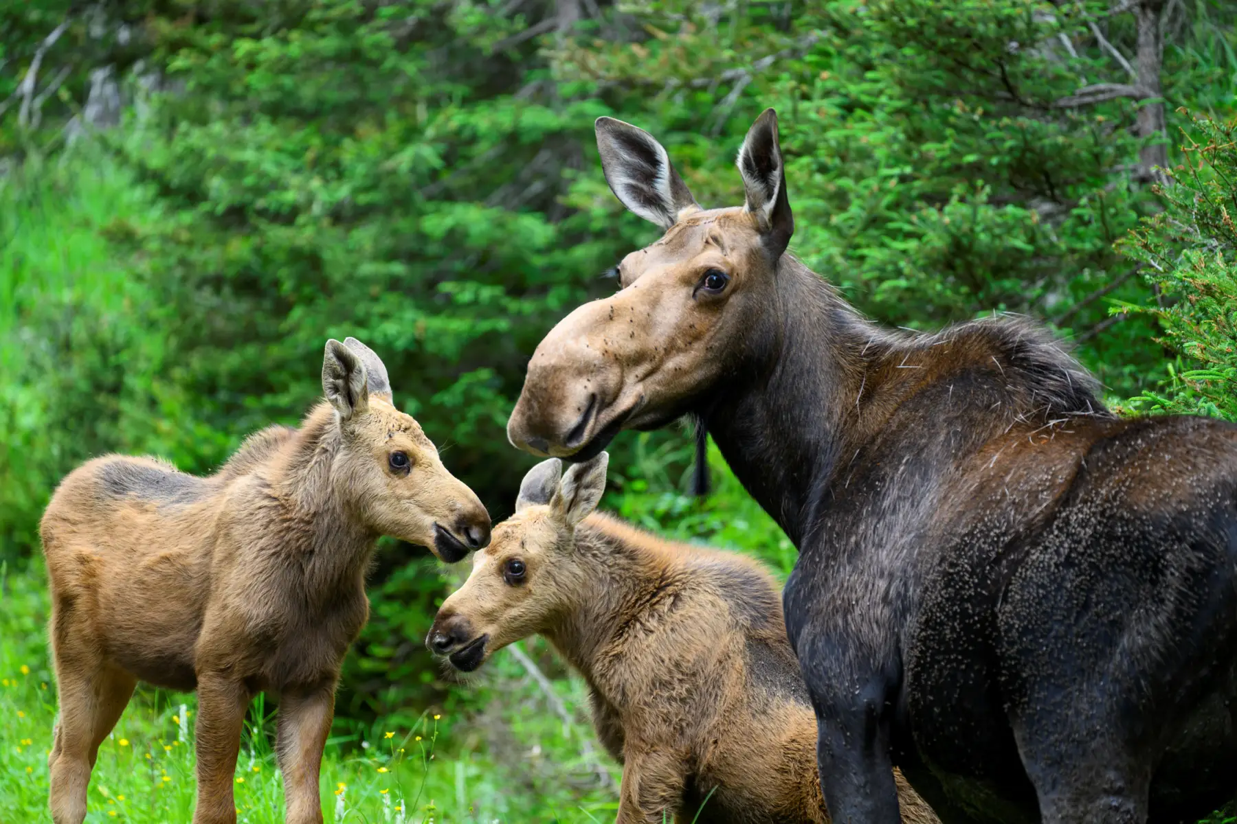 Moose & Climate Change