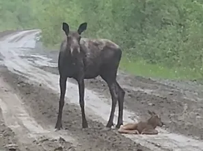 Baby Moose Early Steps