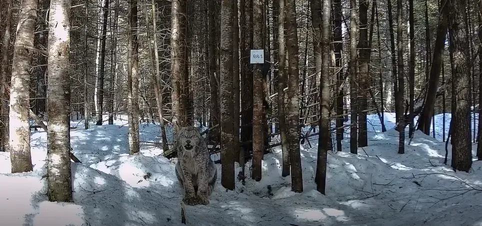 When a Lynx Speaks, you Listen 