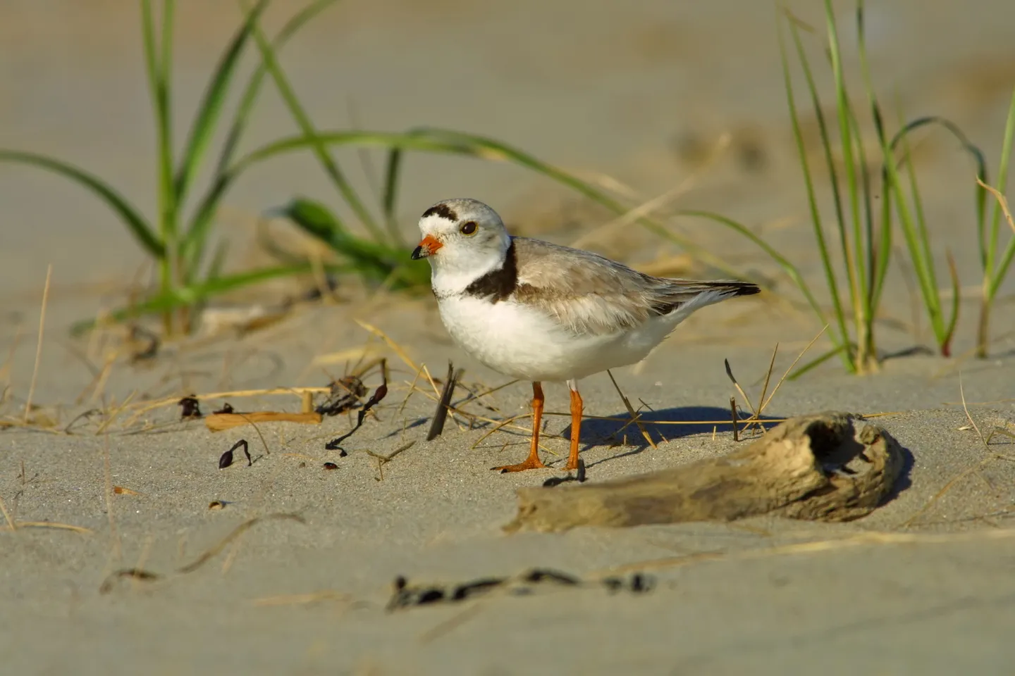 Shorebirds 
