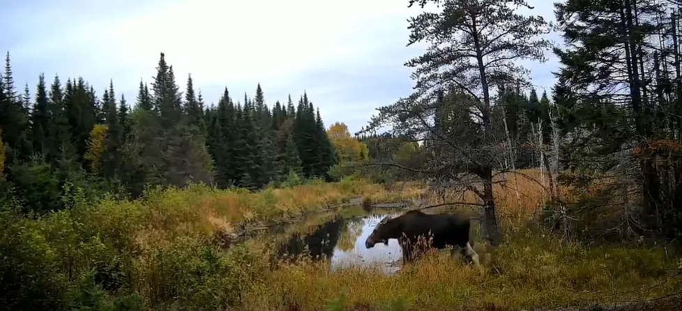 Three Moose Meander