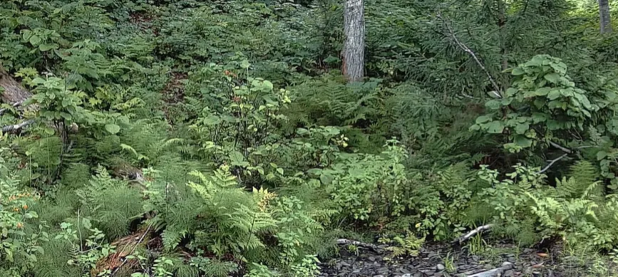 Small and Stealthy Lynx